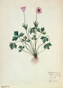 Geranium