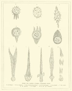 Forms of comets after the historian Pliny by French School
