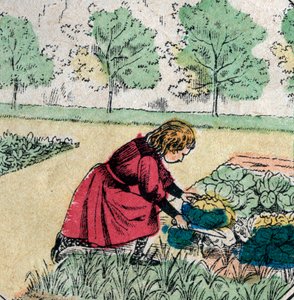 French belief: A little girl, believing that babies are born in cabbage or roses, cuts the sprouts of a vegetable garden - Epinal picture - 19th century