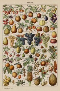 Fruits by French School
