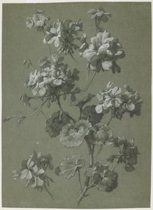 Geranium (Pelargonium sp.), c.1800 by French School