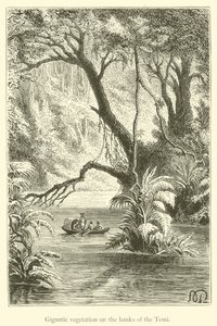 Gigantic Vegetation on the Banks of the Temi (engraving) by French School