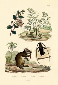 Goatweed