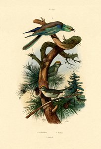 Goldcrests