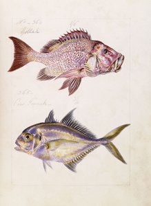 Gollah etc, c.1850