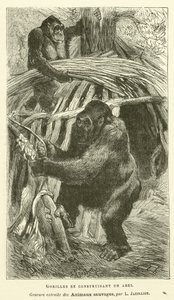 Gorillas Building a Shelter (engraving) by French School