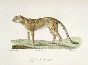 Senegal Cheetah, from Histoire Naturelle des Mammifères