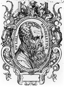 Guillaume Rondelet by French School