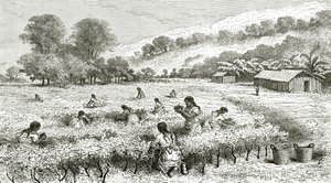 Harvest of Coca, Peru, illustration from Le Tour du Monde magazine, 1877 by French School