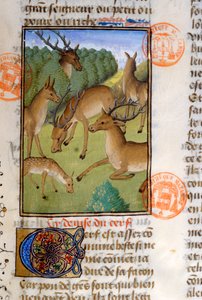 Herd of Deer, from the Livre de la Chasse by Gaston Phebus de Foix (1331-91) by French School