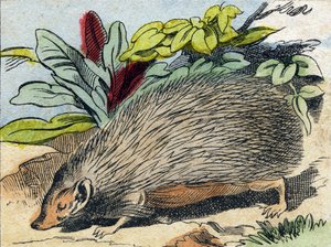 Hedgehog (Engraving in "Buffon Alphabet des Animaux") by French School