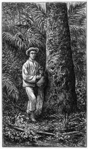 Hevea Trunk Cut and Bearing the Latex Tigelinhas