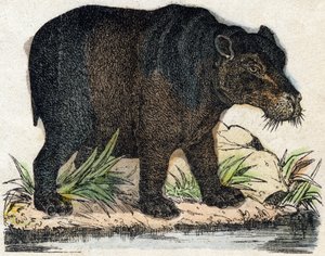 Hippopotamus by French School