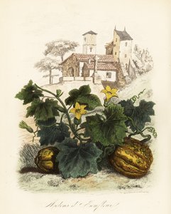 Honfleur Melon by French School