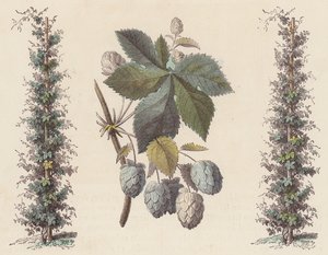 Hops for Beer Making by French School