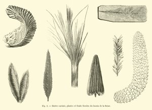 Carinated Oyster, Fossil Plants and Fruits from the Seine Basin by French School