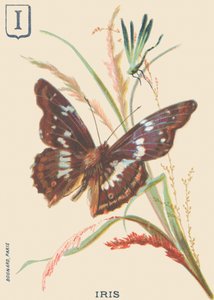 Iris (Apatura iris or Great Mars changing)