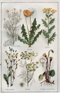 Illustration from 