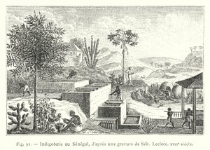 Indigo plantation in Senegal, after an engraving by Seb Leclerc, 17th century by French School