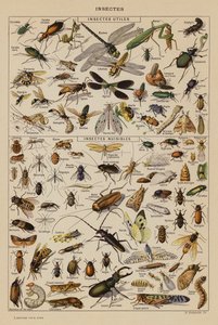 Insects by French School