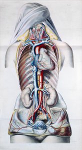 Internal organs of a woman, plate from Recherches Anatomiques, Physiologiques, et Pathologiques sur le System Veineux by Gilbert Breschet (engraved by Engelmann, Paris, 1829) by French School