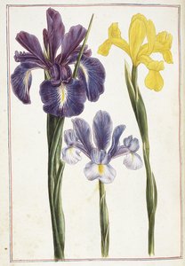 Irises, 18th century