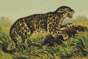 J as Jaguar by French School