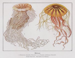 Jellyfish