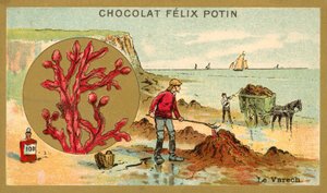 Kelp
