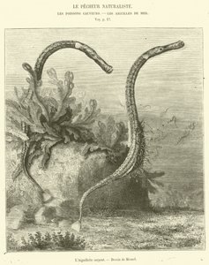 The Serpent Needle (engraving) by French School