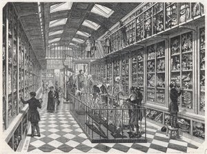 The School of Medicine of Paris - The Gallery of Comparative Anatomy - Engraving in 