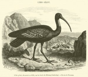 The Giant Ibis, Discovered in 1876, on the Banks of the Mekong, Cambodia by French School