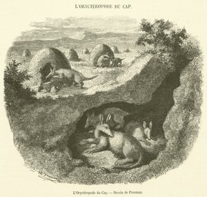 The Cape Aardvark (engraving) by French School