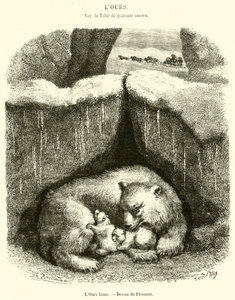 The Polar Bear (engraving) by French School