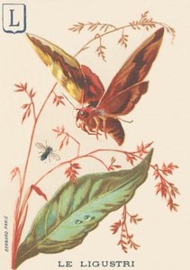 L: Ligustri (Sphinx ligustri or Troene Sphinx)