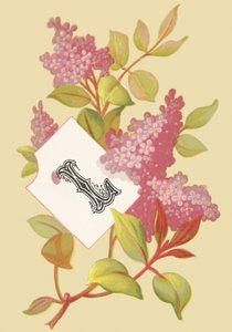 Lilac - Youth