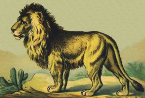 L as Lion