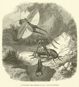 The Sword-bearing Grasshopper Laying Eggs (engraving) by French School