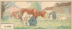 The Cow by French School