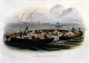 La Madrague or Tuna Fishing - in "Histoire naturelle de Lacépède" by French School