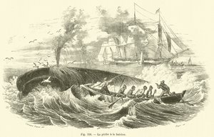 Whale Fishing