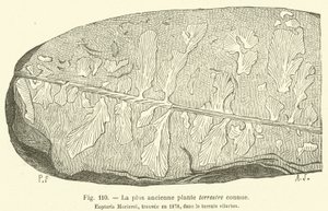 The Oldest Known Land Plant by French School