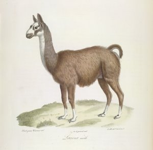 Male Llama, from Histoire Naturelle des Mammifères by French School
