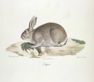 Rabbit, from Histoire Naturelle des Mammifères