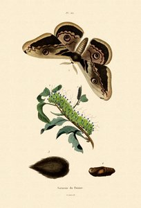 Large Emperor Moth by French School