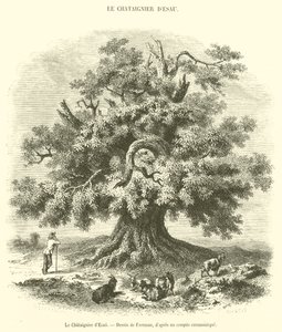 The Chestnut Tree of Esau (engraving)