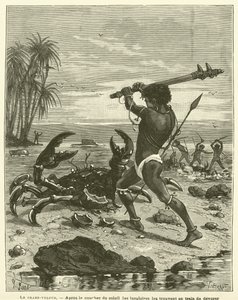 The Coconut Crab (engraving)