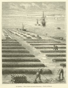 The Lahillon, Oyster Park of the Arcachon Basin (engraving) by French School