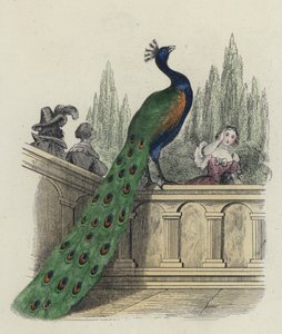 The Peacock Complaining to Juno
