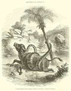 The Sucuruyuba or Aquatic Boa, Eunectis murinus (engraving) by French School